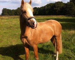 stallion Cardinal de Luxe FN (German Riding Pony, 2010, from Cream de Luxe K)