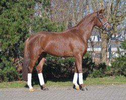 dressage horse Belimo S (Oldenburg, 2011, from Belissimo NRW)