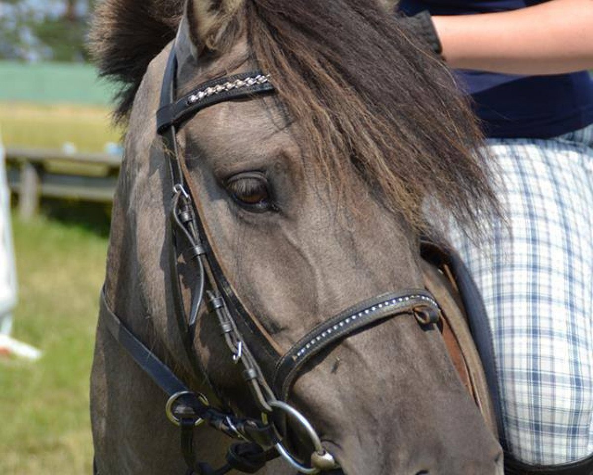 dressage horse Daya (Duelmener, 2008)