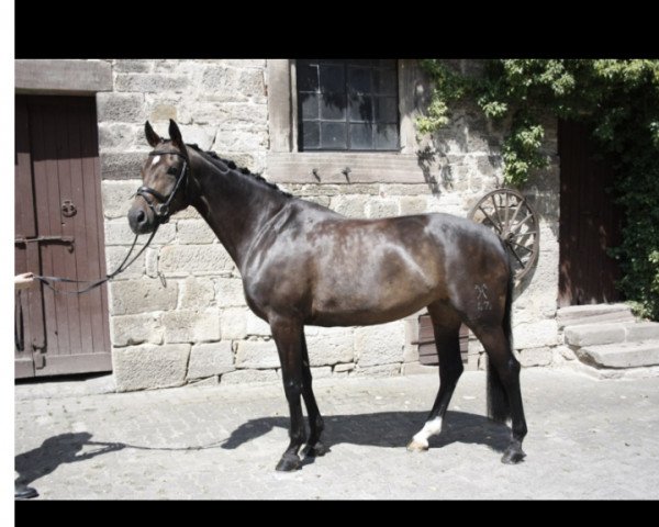 dressage horse Sotschi R (Hanoverian, 2007, from Sir Donnerhall I)