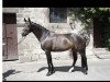 dressage horse Sotschi R (Hanoverian, 2007, from Sir Donnerhall I)