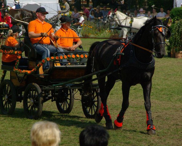 Pferd Elex (Sächs.-Thür. Schweres Warmbl., 2006, von Elixier)