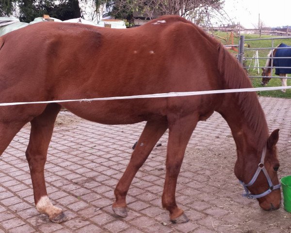 broodmare Davina (Hanoverian, 1998, from Davignon I)