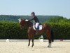 Springpferd Cornalin Ege (Holsteiner, 2007, von Contender)