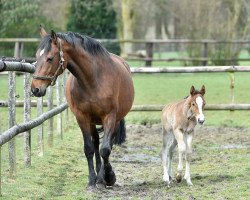 Springpferd Plot's Princess (Westfale, 2016, von Plot Blue)