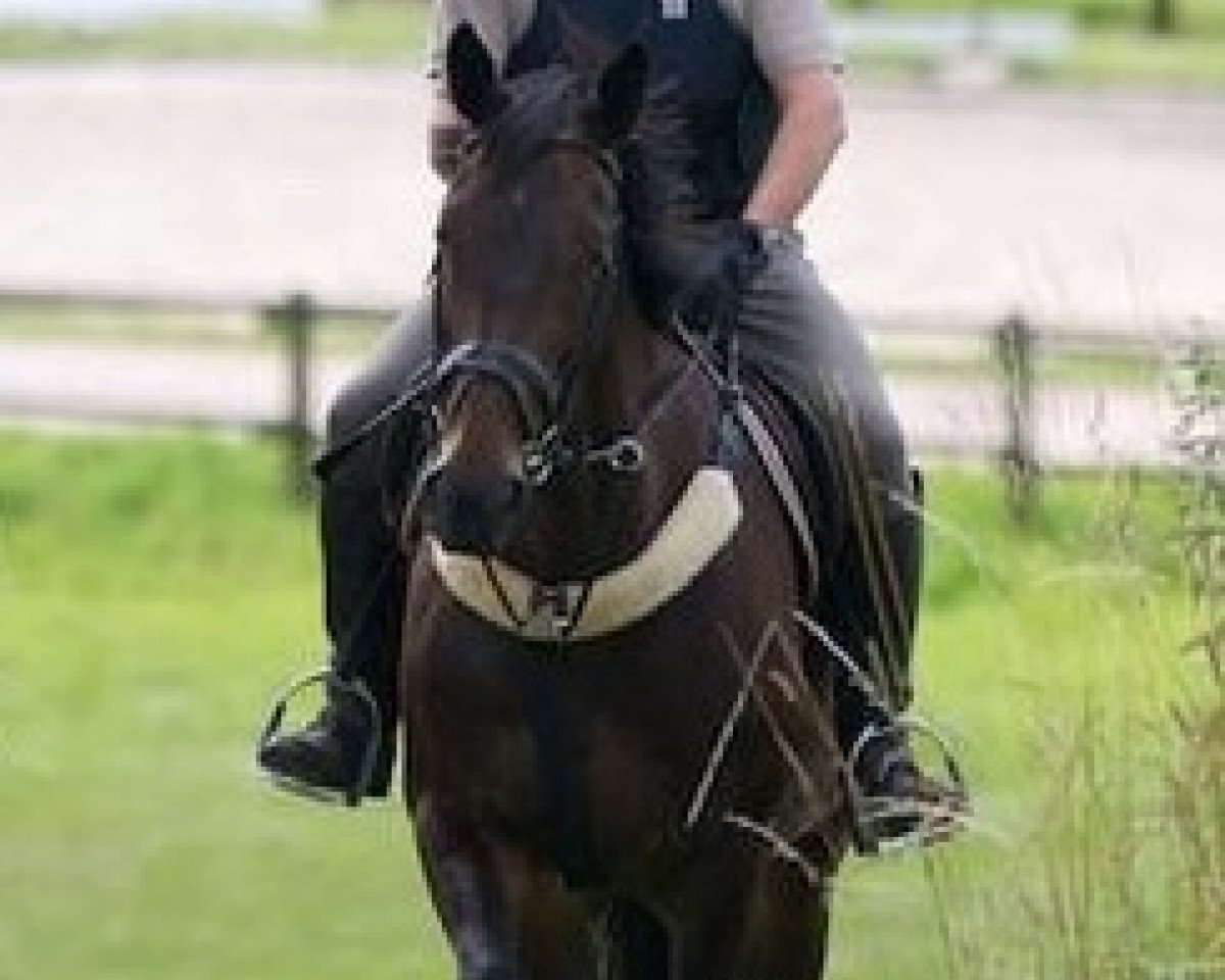 broodmare Java (Irish Sport Horse, 1997, from Golden Battle)
