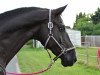 Springpferd König Negro (Trakehner, 2004, von Hibiskus)