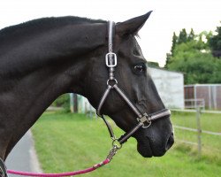 Springpferd König Negro (Trakehner, 2004, von Hibiskus)