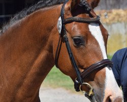 broodmare Nobelfee (German Riding Pony, 2007, from Nobelboy)