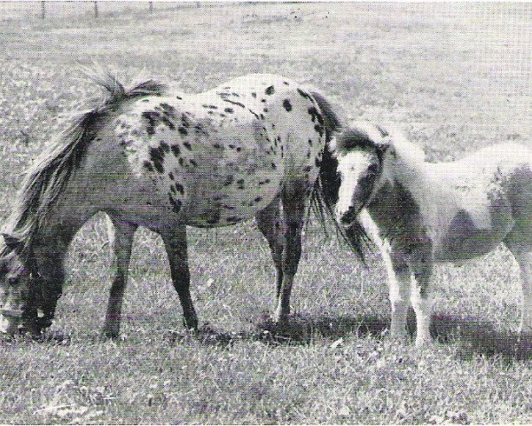 Zuchtstute Simone (Shetland Pony,  , von Maestoso)