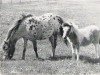 Zuchtstute Simone (Shetland Pony,  , von Maestoso)