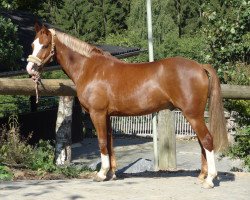 Springpferd Casper 315 (Deutsches Reitpony, 2006, von Viktoria's Colano)