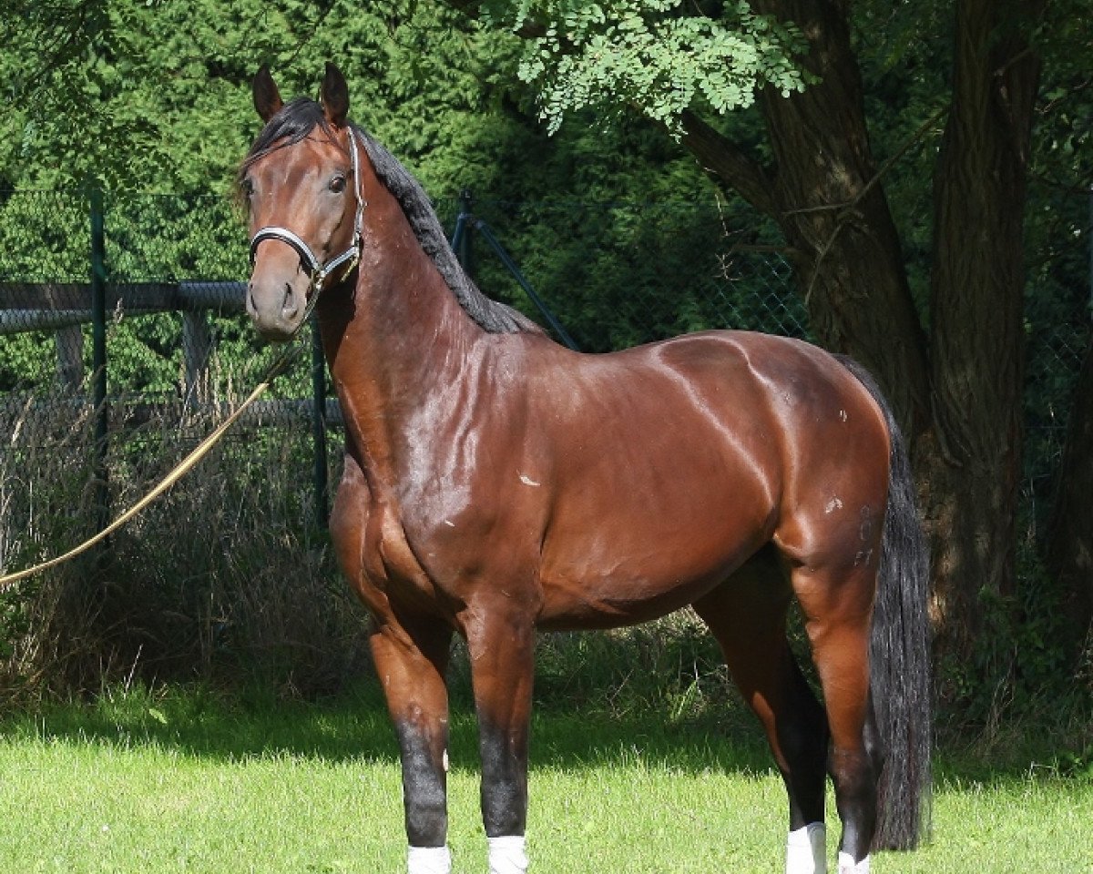 dressage horse Ronto (Oldenburg, 2011, from Ron Rubin)
