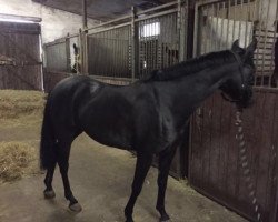 jumper Daisy 914 (German Riding Pony, 2011, from Duncan 86)