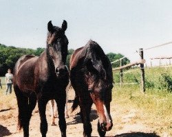 Pferd Rohdion (Oldenburger, 1995, von Rohdiamant)