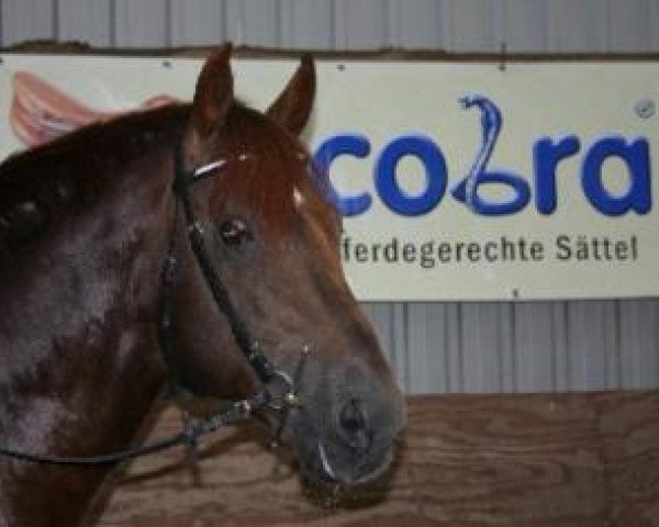 dressage horse Racoon (Oldenburg, 1996, from Rosenzauber)