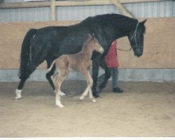 broodmare Una Donna (Oldenburg, 1990, from Donnerhall)