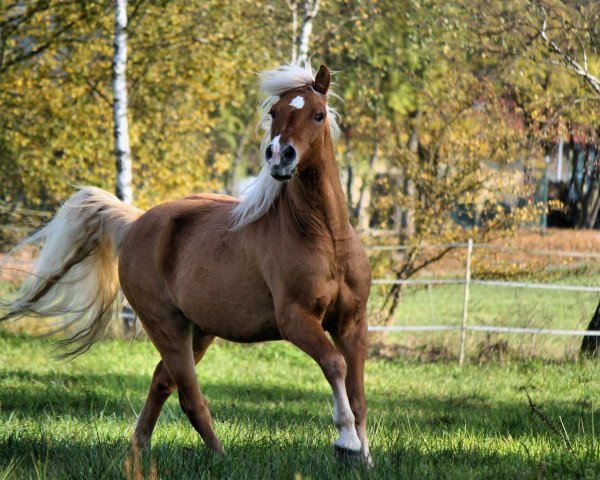 Pferd Merano (1,57% ox) (Edelbluthaflinger, 2011, von Maisturm)