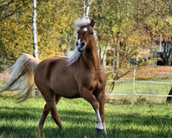 Pferd Merano (1,57% ox) (Edelbluthaflinger, 2011, von Maisturm)