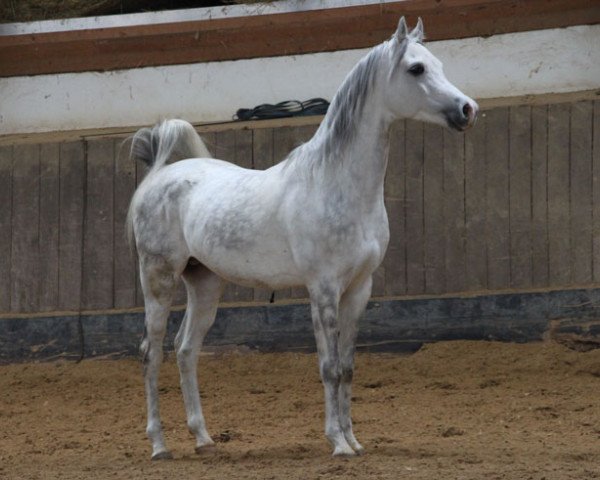 Pferd Enjaz (Vollblutaraber, 2011)