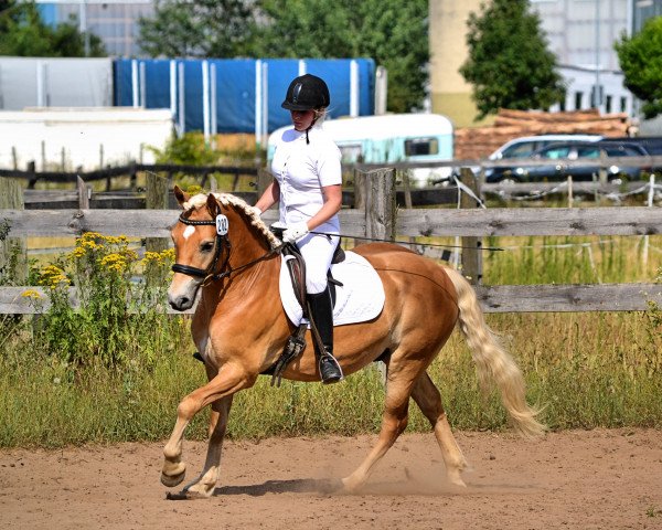 horse Maggiolino (2,73% ox) (Edelbluthaflinger, 2011, from Maisturm)