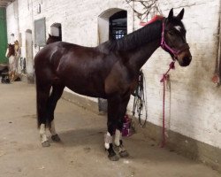 dressage horse Gabanja (Oldenburger, 2011, from Southern Star)