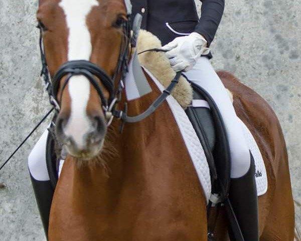 dressage horse Finest Gold (Westphalian, 2008, from Floresco NRW)