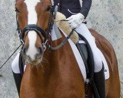 dressage horse Finest Gold (Westphalian, 2008, from Floresco NRW)