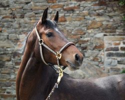 dressage horse Ulana 33 (Pony without race description, 2009, from Ursus af Norholm)