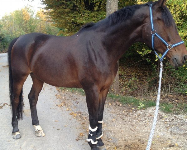 horse Pavalou (Westphalian, 2005, from Prinz Segelhorst)