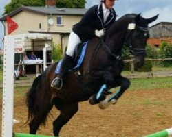 dressage horse Conjul 2 (German Sport Horse, 2006, from Con Sherry)