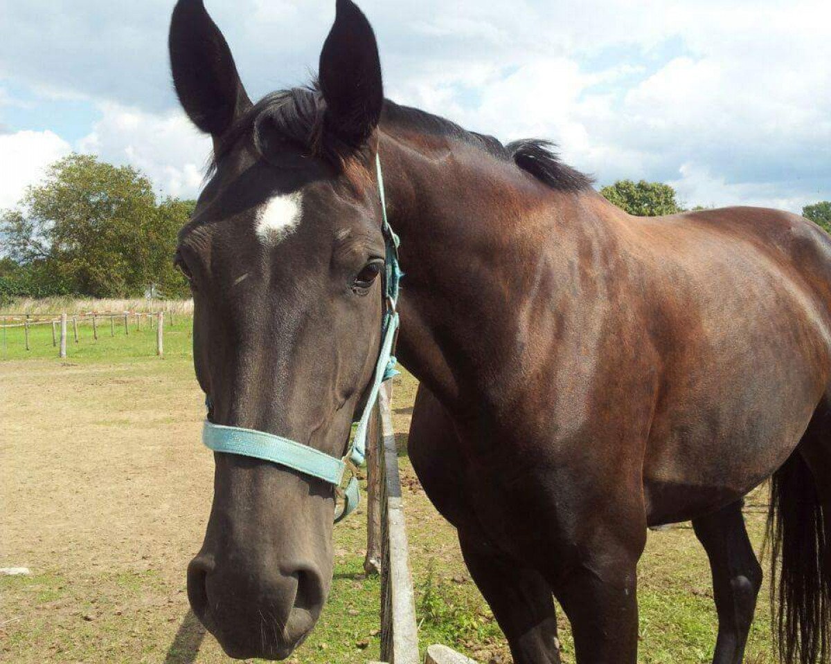 dressage horse Gustina Royal (German Sport Horse, 2008, from Guiness)