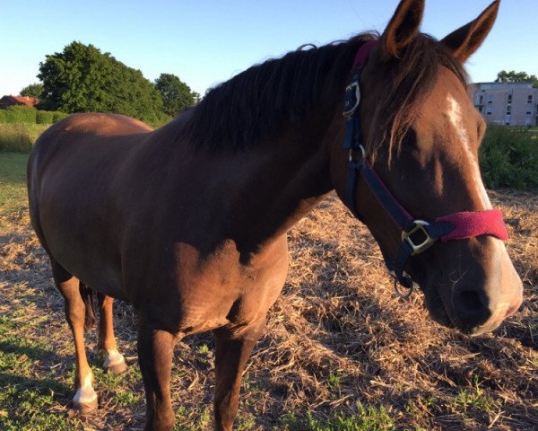 Springpferd Cyncano's Libelle (Deutsches Reitpony, 2008, von Ginger 556)