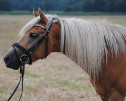 dressage horse Haakon (2,92% ox) (Edelbluthaflinger, 2008, from Harlekin (2,73% ox))