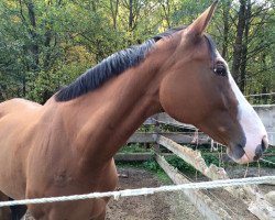 broodmare Leviana F (Bavarian, 2006, from Leviano)