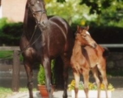 broodmare Gvendoleen (Holsteiner, 1992, from Sir Shostakovich xx)