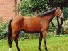 broodmare Rosaleen (Holsteiner, 2001, from BB Carvallo)