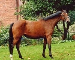 broodmare Rosaleen (Holsteiner, 2001, from BB Carvallo)