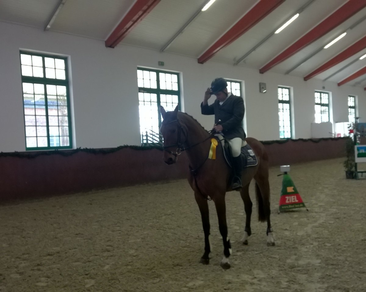Springpferd Campino 502 (Oldenburger Springpferd, 2011, von Crusander)