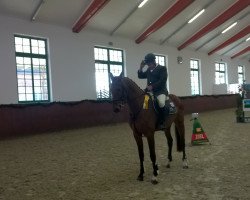 jumper Campino 502 (Oldenburg show jumper, 2011, from Crusander)