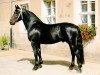 stallion Lopez (Heavy Warmblood, 1993, from Lord I)