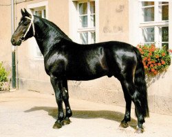 stallion Lopez (Heavy Warmblood, 1993, from Lord I 1446)