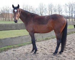 broodmare Diva Dreamer (Hanoverian, 2010, from Desperados FRH)