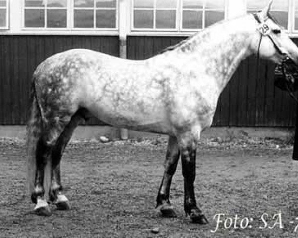 stallion Brantshammar Korak (Connemara Pony, 1969, from Slieve Dara)