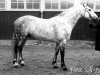 stallion Brantshammar Korak (Connemara Pony, 1969, from Slieve Dara)