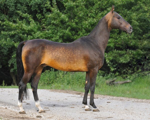 stallion Asket (Akhal-Teke, 1999, from Ekemen)