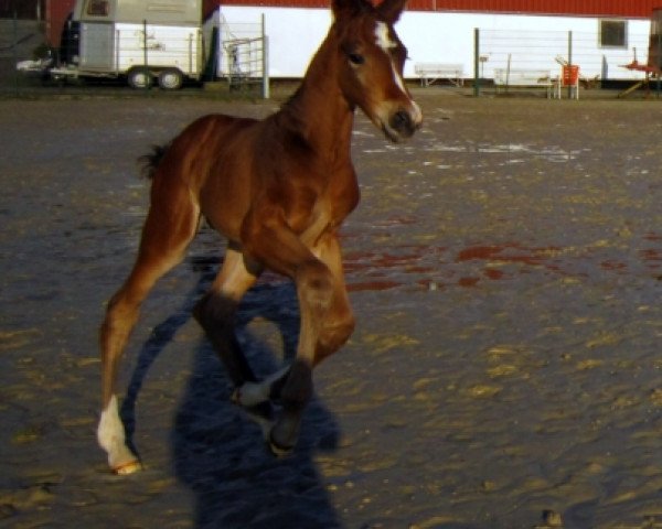 stallion Emil E (Westphalian, 2016, from Ehrenpreis)