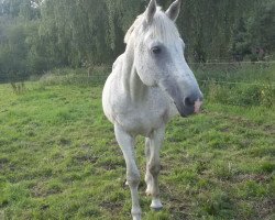 Pferd Bronco (Mecklenburger, 1996, von Bouquet AA)