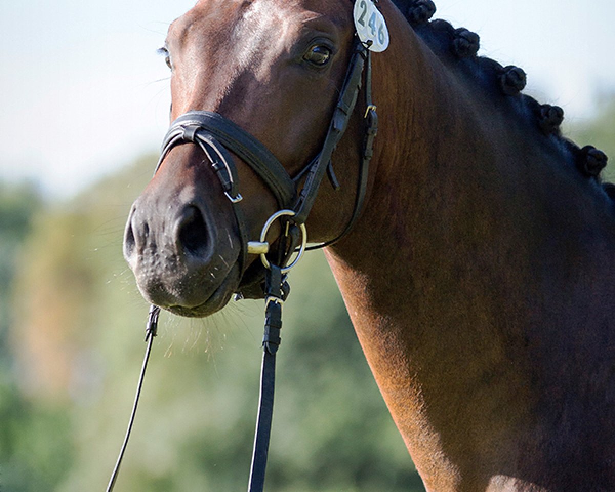 dressage horse Findus Grüne Erbsen (Oldenburg, 2011, from Fürst Romancier)
