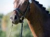 dressage horse Findus Grüne Erbsen (Oldenburg, 2011, from Fürst Romancier)